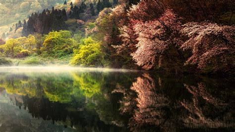 Tall Trees Reflecting On Calm Body Of Water In Landscape Photography 4K HD Nature Wallpapers ...