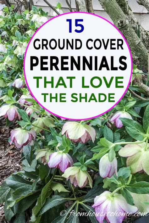 15 Stunning Perennial Ground Cover Plants That Thrive in the Shade - Gardening @ From House To Home