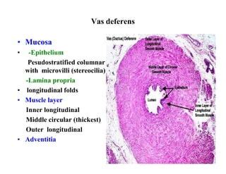 Male Reproductive system histology | PPT