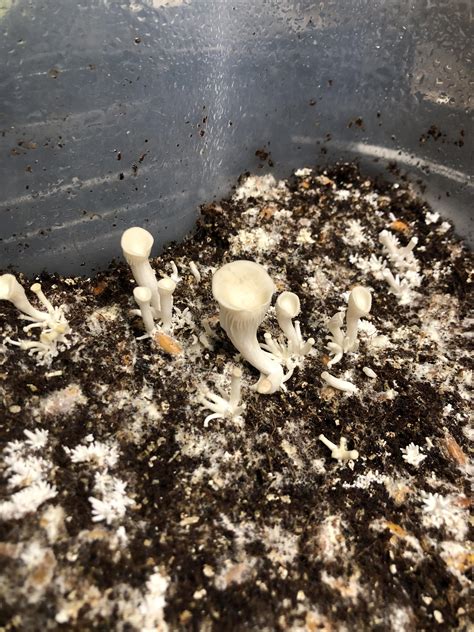 [Gourmet] WTH! I’ve been trying to grow cubensis for the last 8 months and been failing every ...