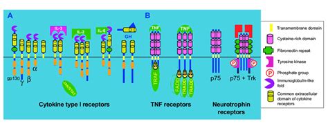 Receptors present only in chordates. (A) Class 1 cytokine receptors ...