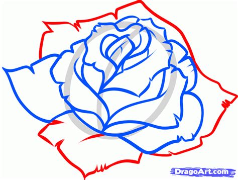 Blue Roses Drawings