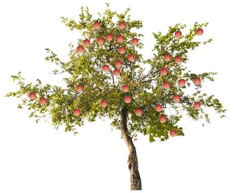 Large Pink Fruits Apple Tree on White Background