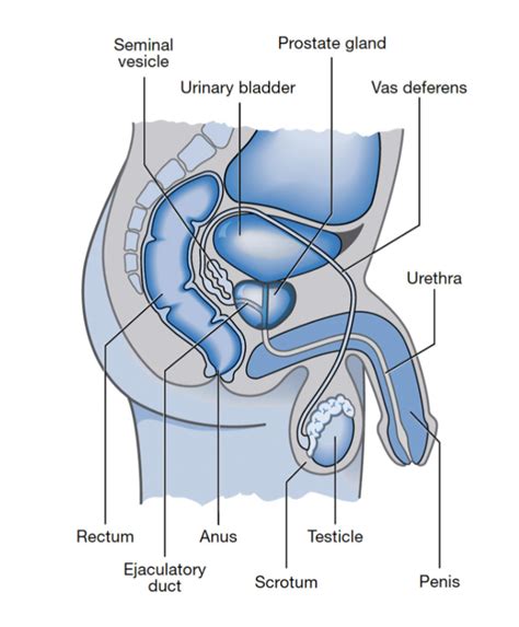 Prostate-diagram - Physio Pro