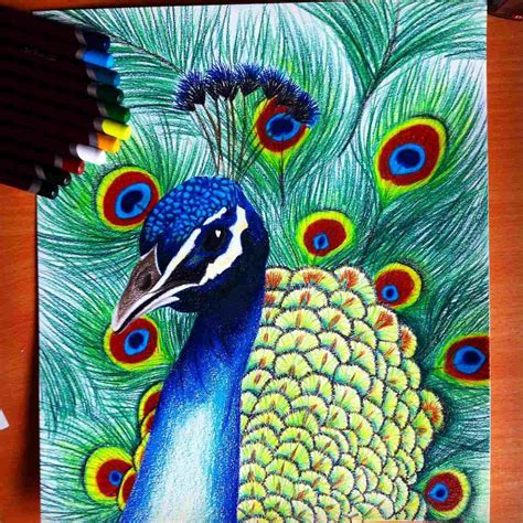 Peacock Drawing With Colour at PaintingValley.com | Explore collection of Peacock Drawing With ...