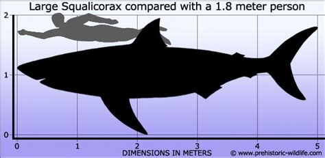 Squalicorax - Alchetron, The Free Social Encyclopedia