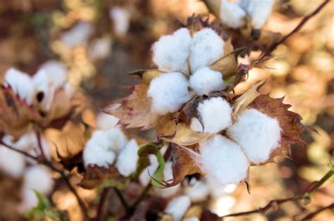 Cotton Fields Free Stock Photo - Public Domain Pictures