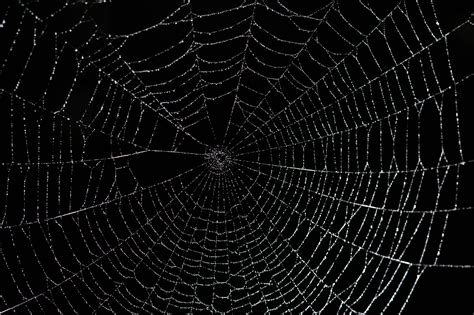 Spiderweb Wallpapers - Top Free Spiderweb Backgrounds - WallpaperAccess