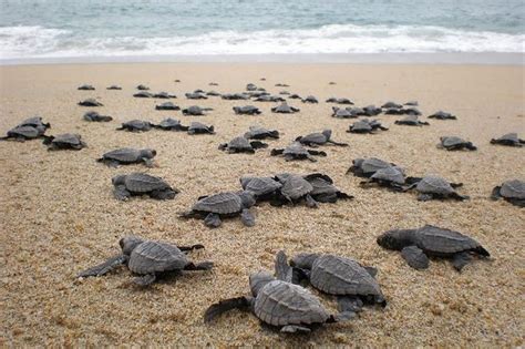 Tortuguero National Park | Trip Ways