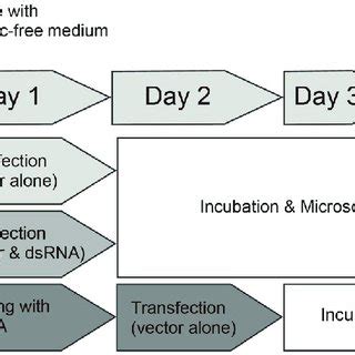 Manipulation timeline of the ex vivo cell culture. Days after ...