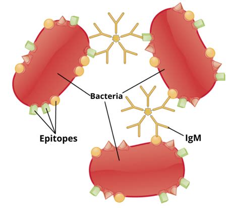 Agglutination - Definition and Examples - Biology Online Dictionary