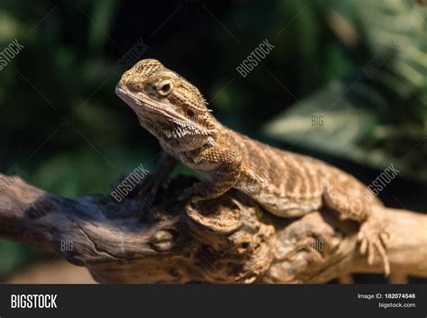 Pogona Genus Reptiles Image & Photo (Free Trial) | Bigstock