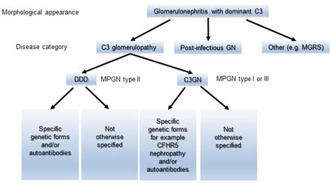 Glomerulonephritis Types