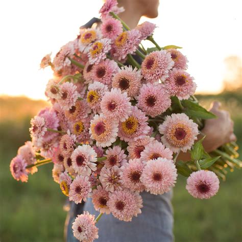 Zinnia Zinderella Lilac – Floret Flower Farm