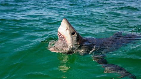 Teen attacked by shark at Perth beach | Sunshine Coast Daily