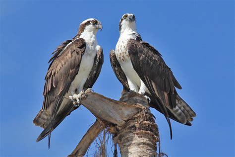 Osprey Breeding: Everything you need to know