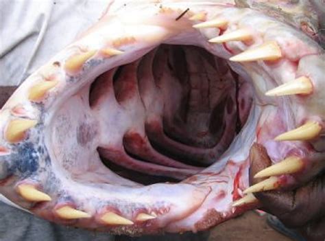 Image - Catfish mouth open.jpg - Animal World Wiki