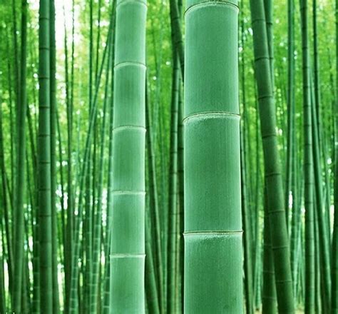 Indoor Guide To Different Types Of Bamboo Plants