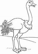 Ostrich Is Running sketch template