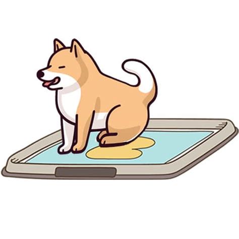 Shiba Inus 101 - The Ultimate Guide - My First Shiba Inu