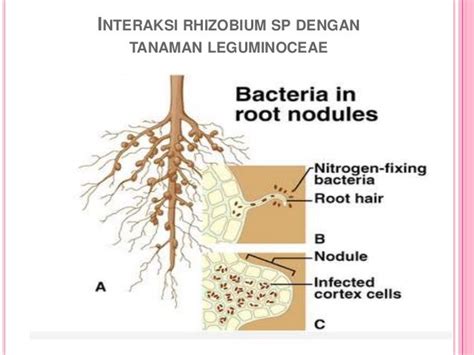 Ppinteraksi tumbuhan dengan mikroba (bakteri)