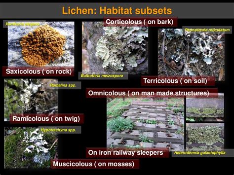 Lichens ecological functions and role in ecosystem services