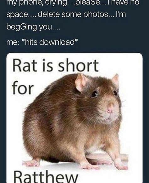 Rats rats - Meme by Robby112 :) Memedroid