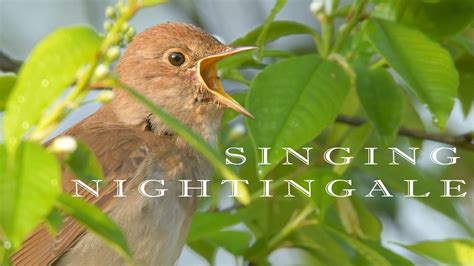 Bird sounds Nightingale chirping and singing - YouTube