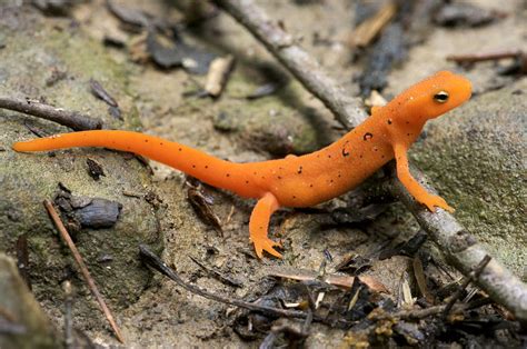 Red-spotted Newt Photograph by Byron Jorjorian