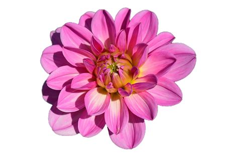 Dahlia Flower Blossom · Free image on Pixabay