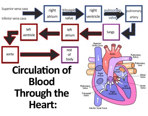 the diagram shows how blood flows through the heart