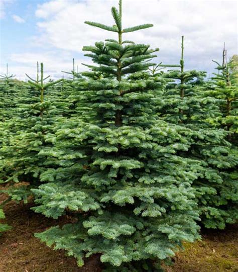 Noble Fir Christmas Trees Ireland, Kildare, Dublin, Wicklow