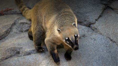 Coati | San Diego Zoo Animals & Plants