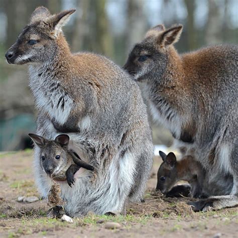 Cutest Australian Animals And Where To Find Them