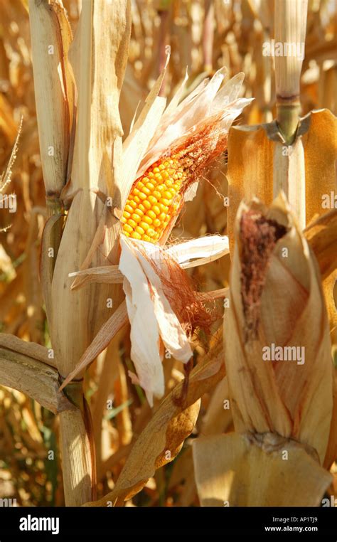 maize, cob, agriculture, detail, farm Stock Photo - Alamy