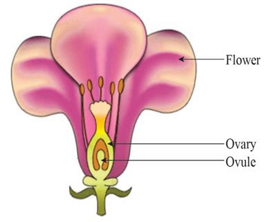 Plant Ovule