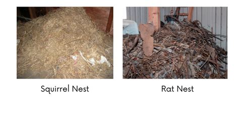 Squirrels vs. Rats - How to Tell the Difference | Critter Control