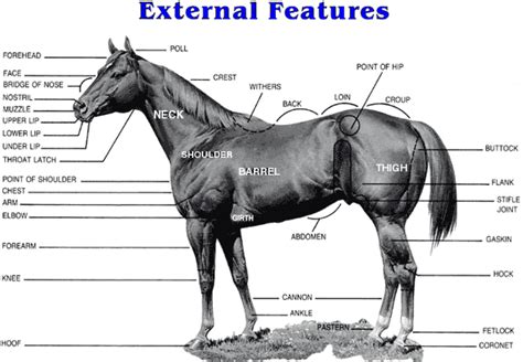 Anatomia del cavall - Horse anatomy - La vaca cega