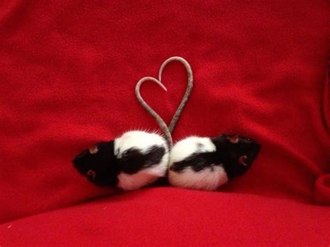 Rat heart!!! | Pet rats, Fancy rat, Rats