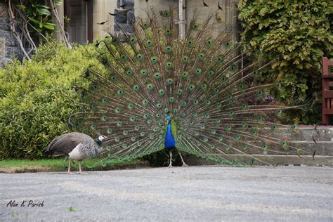 Creature Feature: Peacock Spider