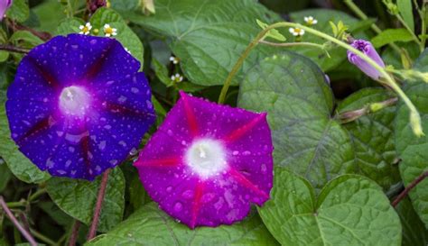 Flowers With Raindrops Free Stock Photo - Public Domain Pictures