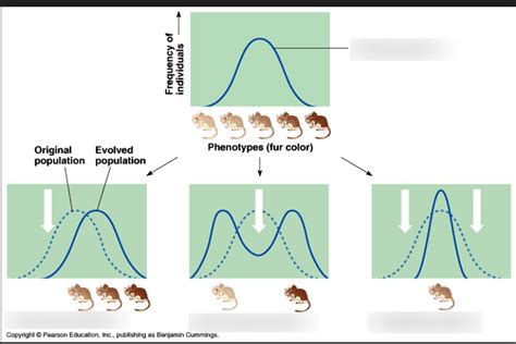 Bottleneck Effect Definition Biology Quizlet - Best Pictures and Decription Forwardset.Com