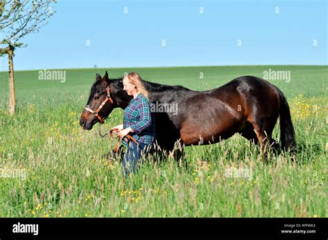 Woman with American Quarter Horse, Stallion, stud stallion, breeding ...