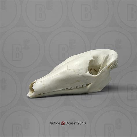 Aardvark Skull - Bone Clones - Osteological Reproductions