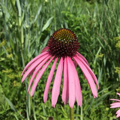 Echinacea pallida (pale purple coneflower) - Lurie Garden