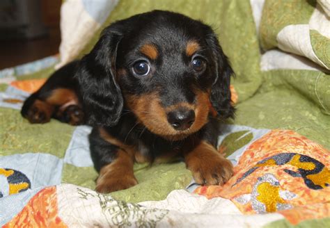 Bonnie - Long haired Black/Tan mini dachshund - 7 weeks old Mini Dachshund, Bonnie, Puppies, Tan ...