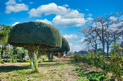 Premium Photo | Garden with curious cupressaceae trees pruned in the shape of a mushroom.