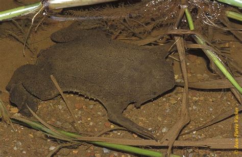 Common Surinam Toad | Animal Database | FANDOM powered by Wikia