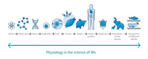 What is physiology? - The Physiological Society