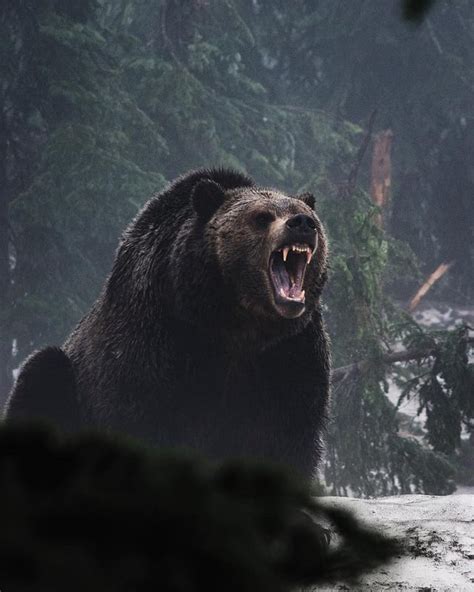 🔥 Grizzly Bear roar : r/NatureIsFuckingLit